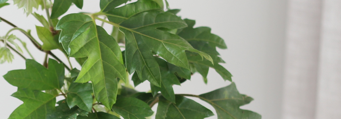 Cissus Ellen Danica Banner Image.jpg